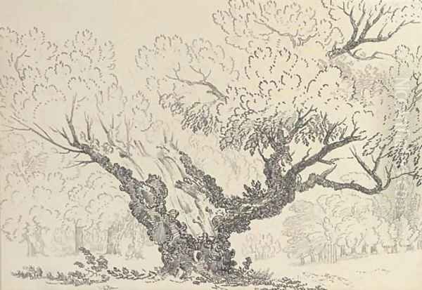 Study of an oak tree, Hyde Park Oil Painting by John Claude Nattes