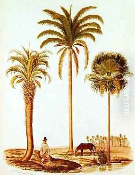 Species of Argentinian Palm Tree, illustration from Voyage dans l'Amerique Meridionale by Alcide dOrbigny, engraved by Breton, 1847 Oil Painting by Paul Louis Oudart