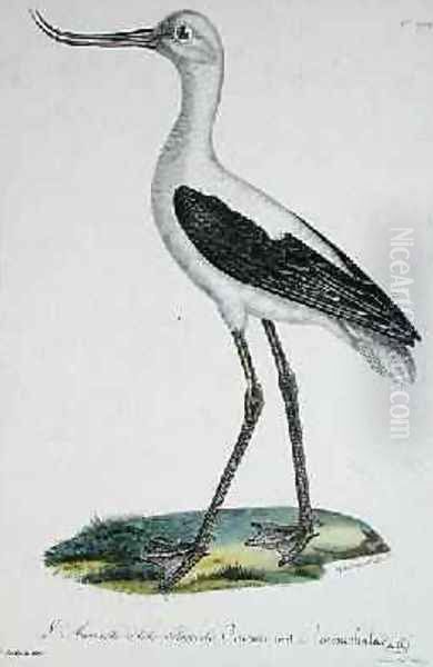 White-Headed Avocet, early 19th century Oil Painting by Paul Louis Oudart