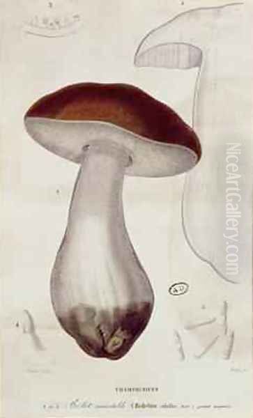 Boletus edulis, illustration for an edition of 'Traite des Champignons by Jean Jacques Paulet 1740-1826 Oil Painting by Paul Louis Oudart