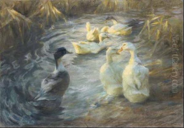 Enten In Sonnigem Schilfteich Oil Painting by Alexander Max Koester