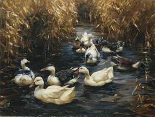 Zehn Enten Im Herbstschilf. Oil Painting by Alexander Max Koester