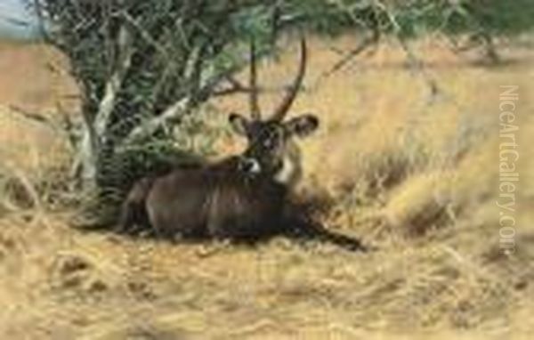 Water Buck In The Bush Oil Painting by Wilhelm Kuhnert