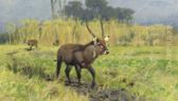 Waterbuck Oil Painting by Wilhelm Kuhnert