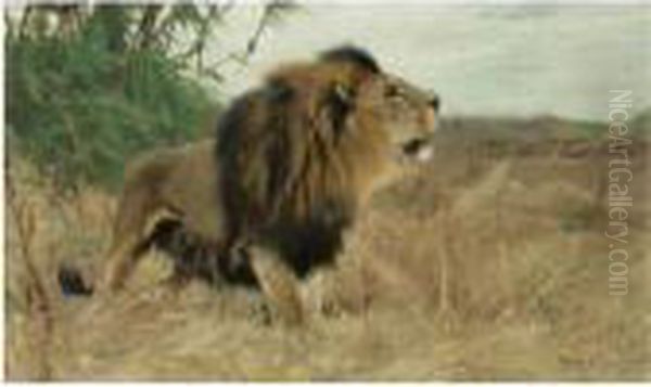 Beberlowe (berber Lion), And A Sheet Of Pencil Sketches Of Lions Oil Painting by Wilhelm Kuhnert