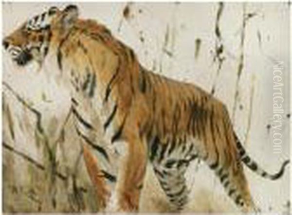 Study Of A Tiger Oil Painting by Wilhelm Kuhnert