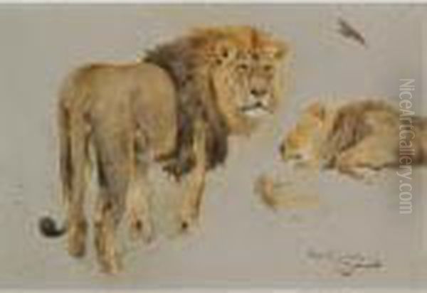 Lowenstudie (study Of Lions) Oil Painting by Wilhelm Kuhnert