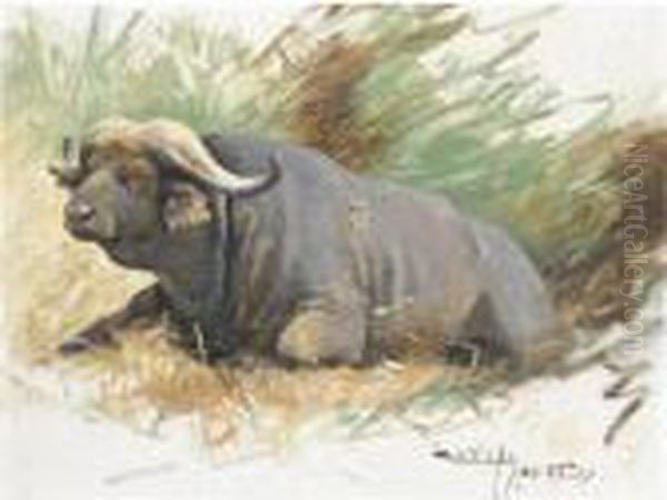 Studie Eines Kafferbuffels (study Of A Buffalo) Oil Painting by Wilhelm Kuhnert