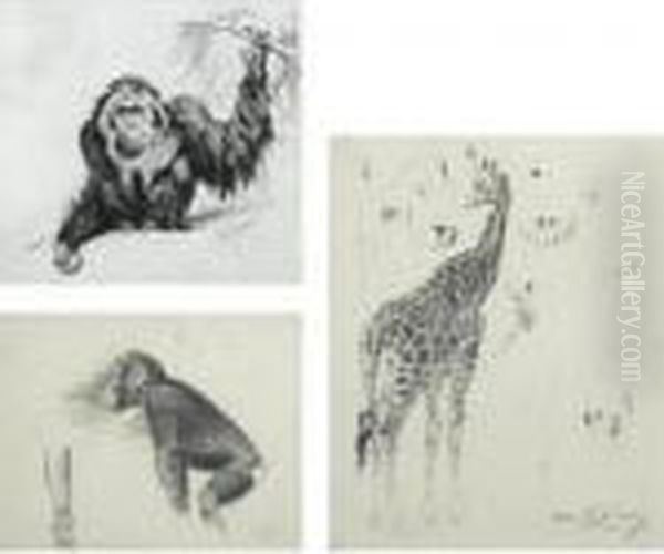 Three Studies: An Orangutan; A Chimpanzee; Giraffes Oil Painting by Wilhelm Kuhnert