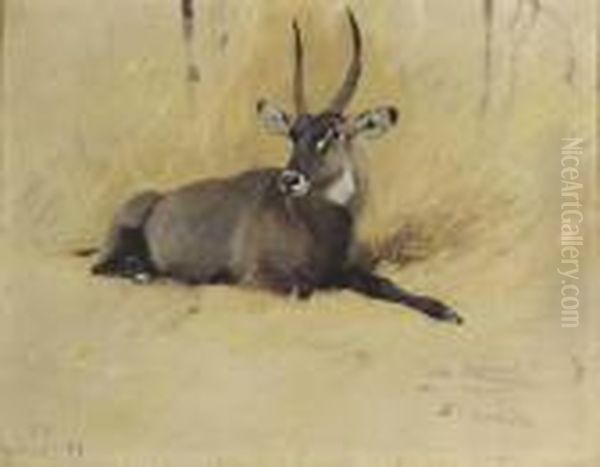 A Common Waterbuck Oil Painting by Wilhelm Kuhnert