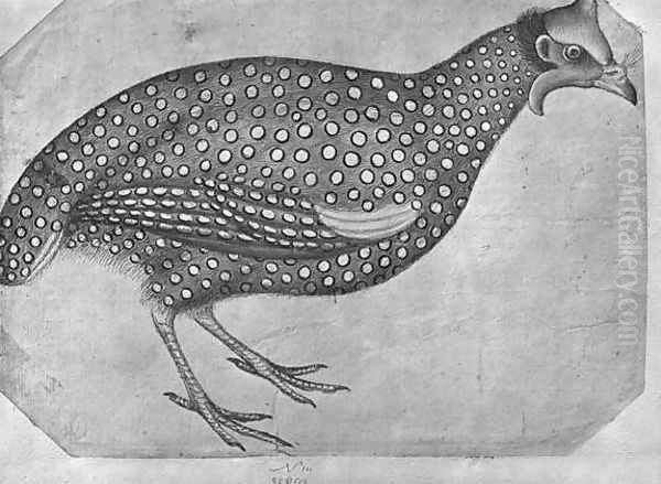 Guinea Fowl, from the The Vallardi Album Oil Painting by Antonio Pisano (Pisanello)