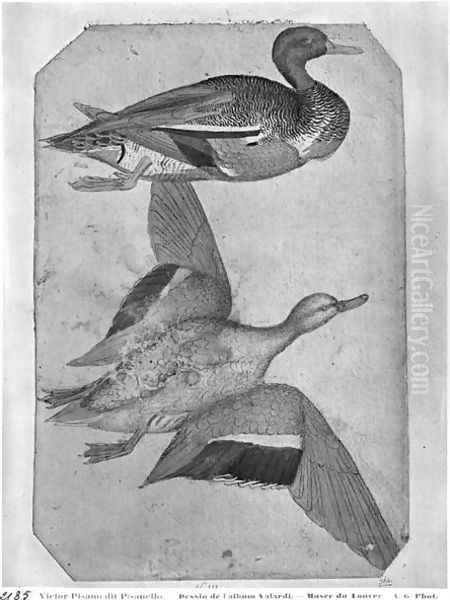 Ducks, from the The Vallardi Album 2 Oil Painting by Antonio Pisano (Pisanello)