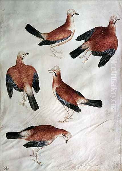 Five Jays, from the Vallardi Album Oil Painting by Antonio Pisano (Pisanello)