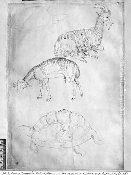 Two tortoises, goat and sheep, from the The Vallardi Album Oil Painting by Antonio Pisano (Pisanello)