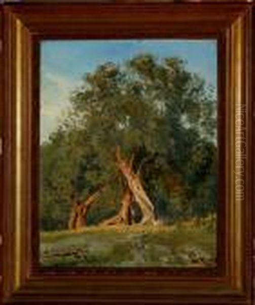 A Study Of An Old Tree Oil Painting by Janus Andreas La Cour