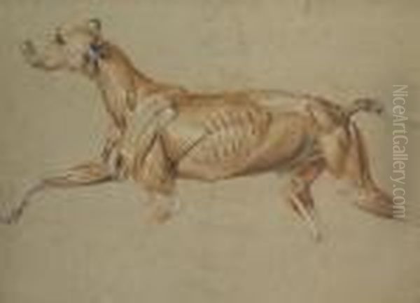 Ecorche Drawing Of A Whippet Oil Painting by Landseer, Sir Edwin