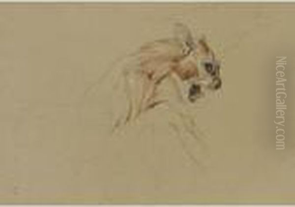 Ecorche Drawing Of The Head Of A Cat Oil Painting by Landseer, Sir Edwin