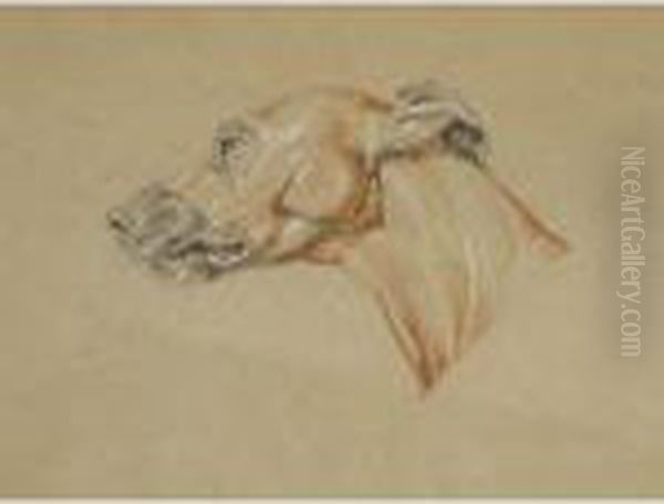 Ecorche Drawing Of The Head Of A Whippet Oil Painting by Landseer, Sir Edwin