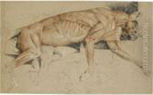 Ecorche Drawing Of A Cat Oil Painting by Landseer, Sir Edwin