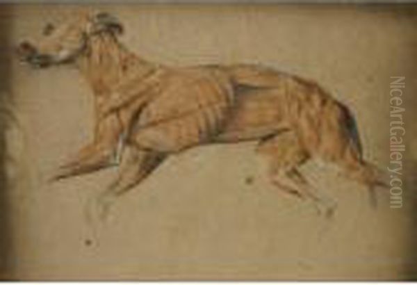 Ecorche Drawing Of A Whippet Oil Painting by Landseer, Sir Edwin