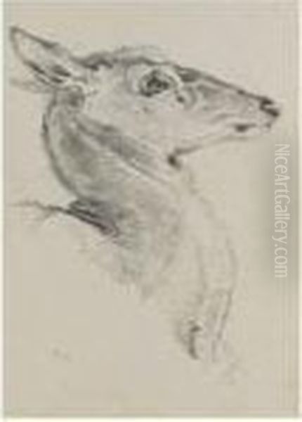 A Study For A Head Of A Deer For The Chevy Chase Oil Painting by Landseer, Sir Edwin