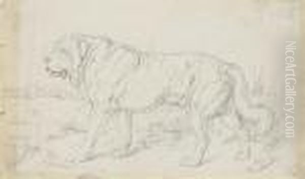 Study Of A St. Bernard Dog Oil Painting by Landseer, Sir Edwin