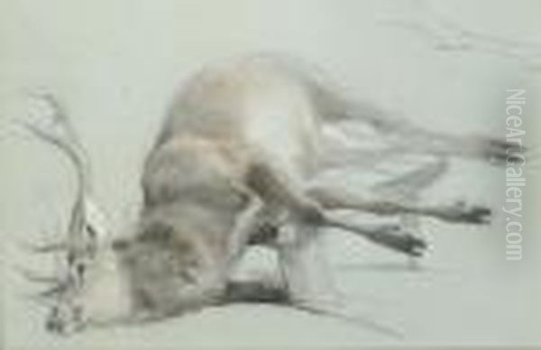 Study Of A Stag With A Subsidiary Study Of The Right Hind Leg Oil Painting by Landseer, Sir Edwin