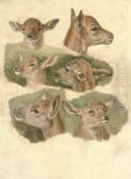 Six Studies Of A Fawn Oil Painting by Landseer, Sir Edwin