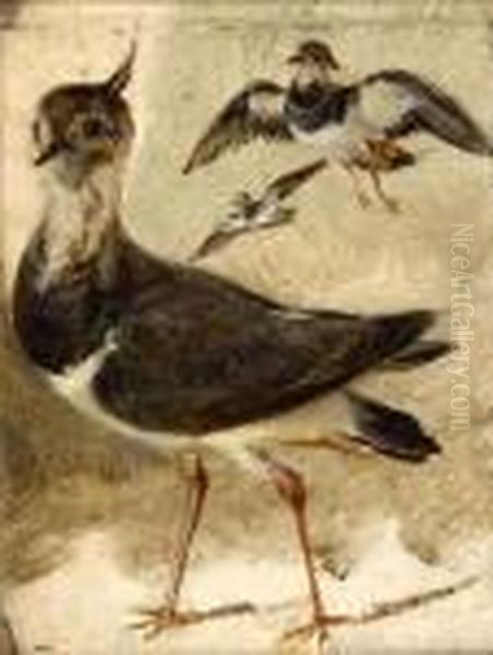 Study Of A Lapwing Oil Painting by Landseer, Sir Edwin