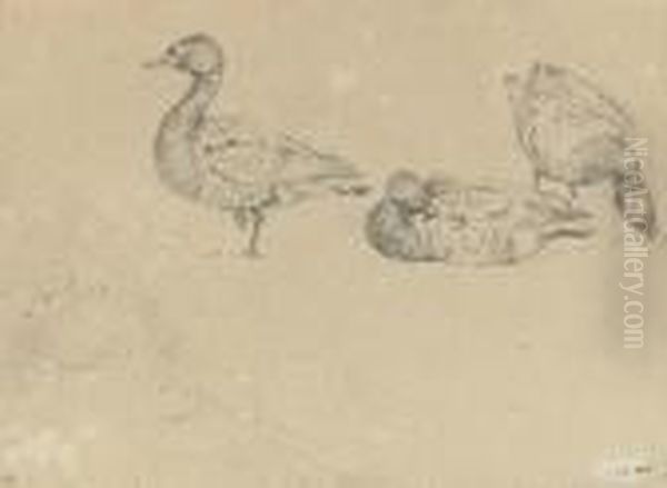 Studies Of Ducks Oil Painting by Landseer, Sir Edwin