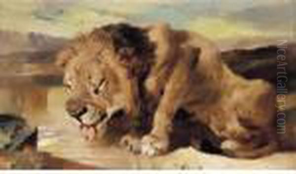 Lion Drinking At A Stream Oil Painting by Landseer, Sir Edwin