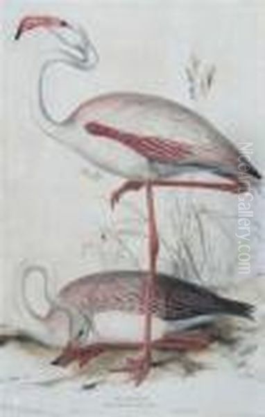 Hullmandel Oil Painting by Edward Lear