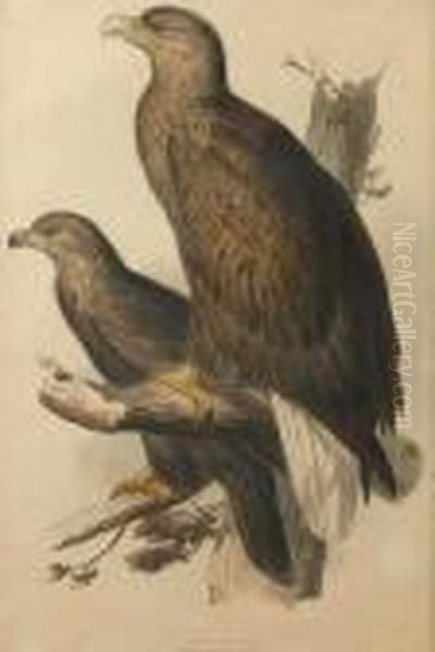 Sea-eagle Oil Painting by Edward Lear