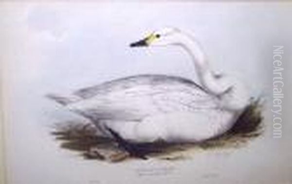 Bewick's Swan Oil Painting by Edward Lear