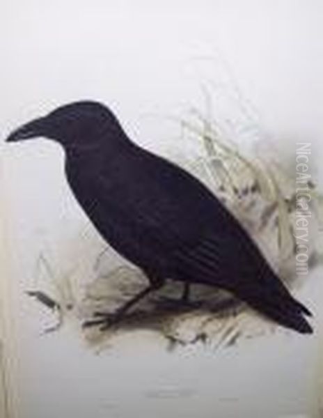 Carrion Crow Oil Painting by Edward Lear