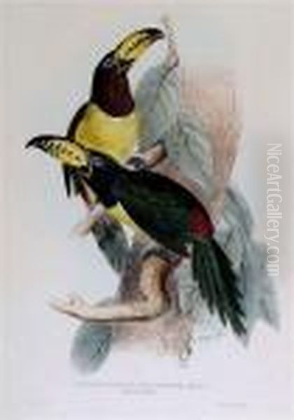 Pteroglossus Inscriptus Oil Painting by Edward Lear