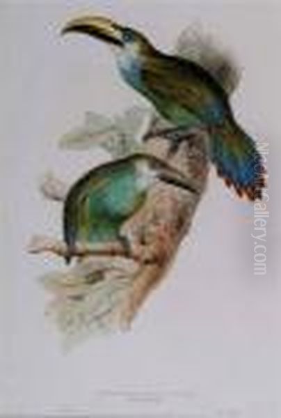 Pteroglossus Prasianus Oil Painting by Edward Lear