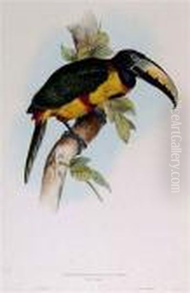 Pteroglossus Regalis Oil Painting by Edward Lear