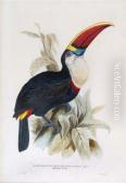 Ramphastos Erythrorhynchus Oil Painting by Edward Lear