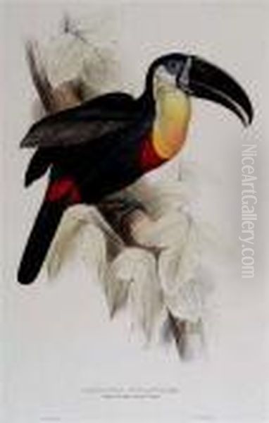 Ramphastos Vitellinus Oil Painting by Edward Lear