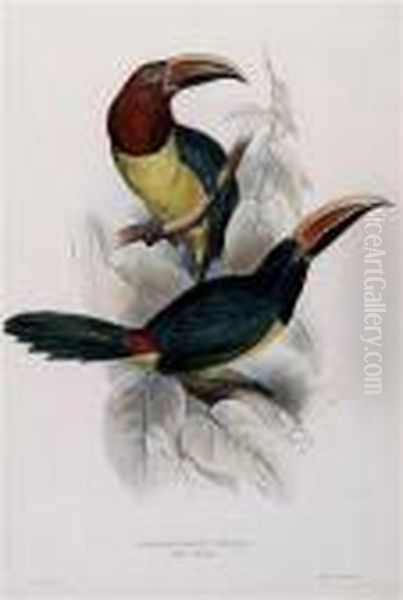 Pteroglossus Viridis Oil Painting by Edward Lear