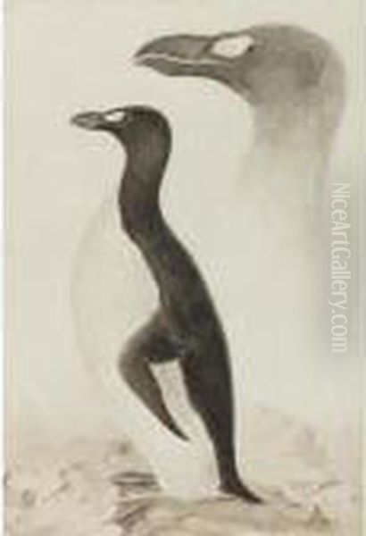 Great Auk Oil Painting by Edward Lear