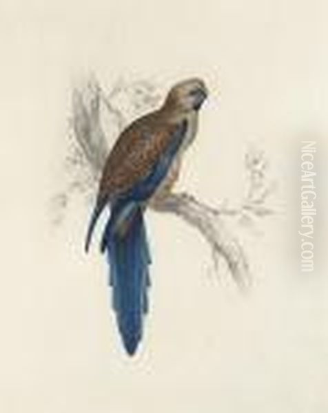 A Pennantian Broad-tail Parrot Oil Painting by Edward Lear