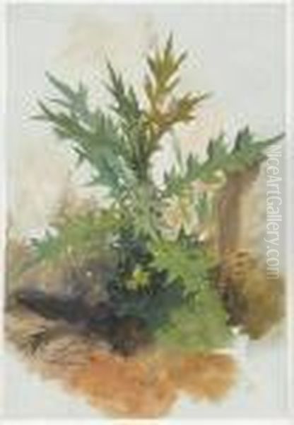 A Thistle, Italy Oil Painting by Edward Lear