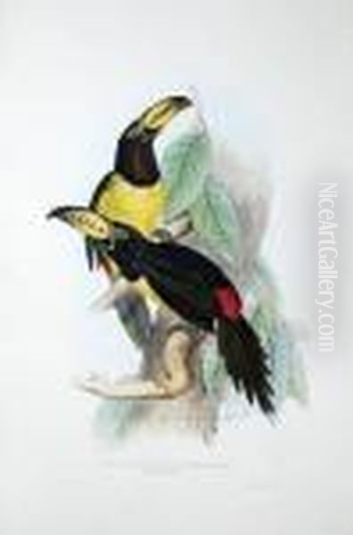 Pteroglossus Inscriptus, Lettered Aracari Oil Painting by Edward Lear