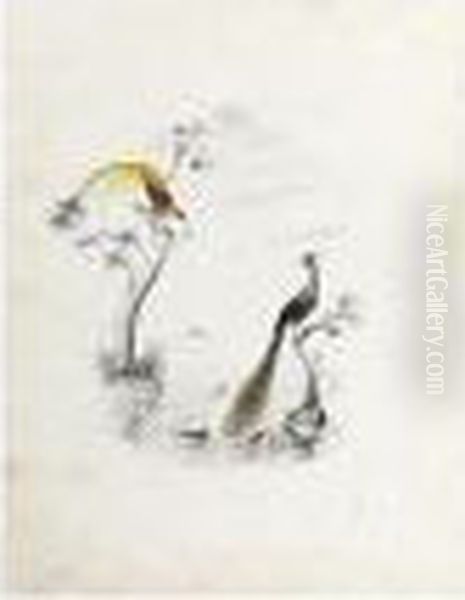 Birds Of Paradise Oil Painting by Edward Lear