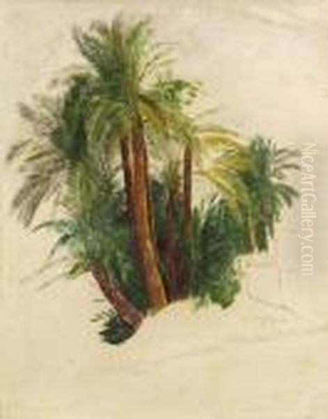 Study Of Palm Trees Oil Painting by Edward Lear