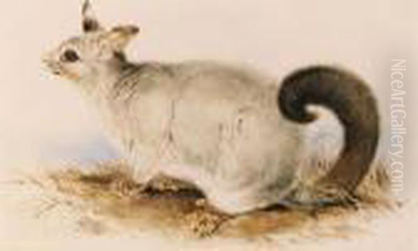 Trichosurus Vulpecula (common Brushtail Possum) Oil Painting by Edward Lear