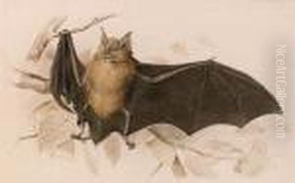 Rhinolophus Ferremequinum (horseshoe Bat) Oil Painting by Edward Lear