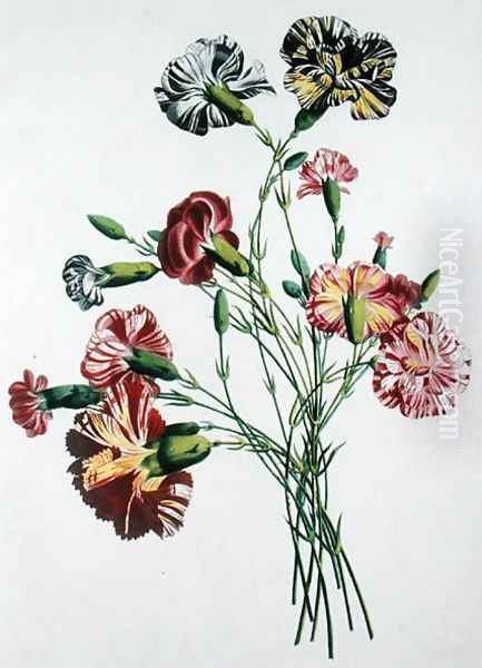 Bouquet of Carnations, from Collection des Fleurs et des Fruits d'apres Nature, published 1805 Oil Painting by Jean-Louis Prevost